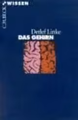 Das Gehirn